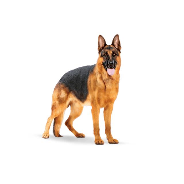 Royal Canin Maxi Adult Büyük Irk Yetişkin Köpek Maması 15 Kg