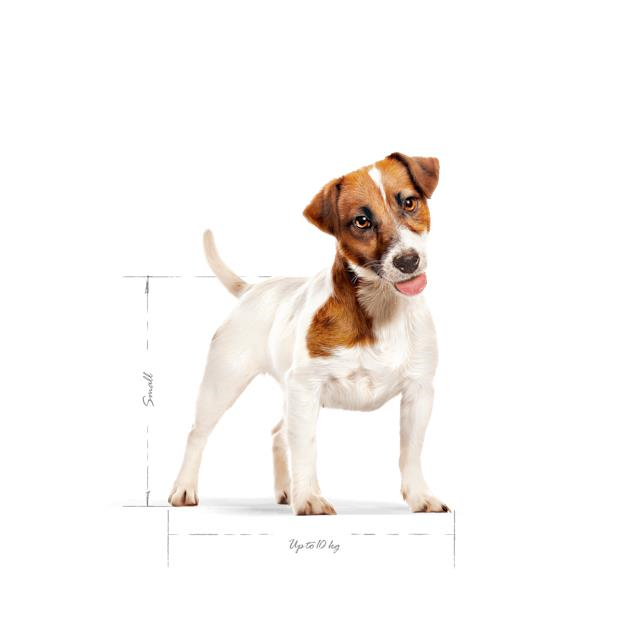 Royal Canin Mini Adult Küçük Irk Yetişkin Köpek Maması 2 Kg