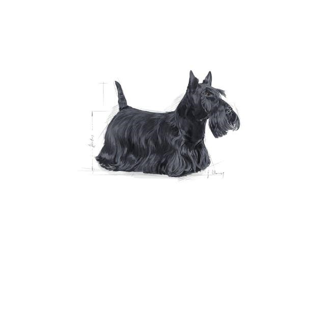Royal Canin Mini Dermacomfort Yetişkin Köpek Maması 3 Kg