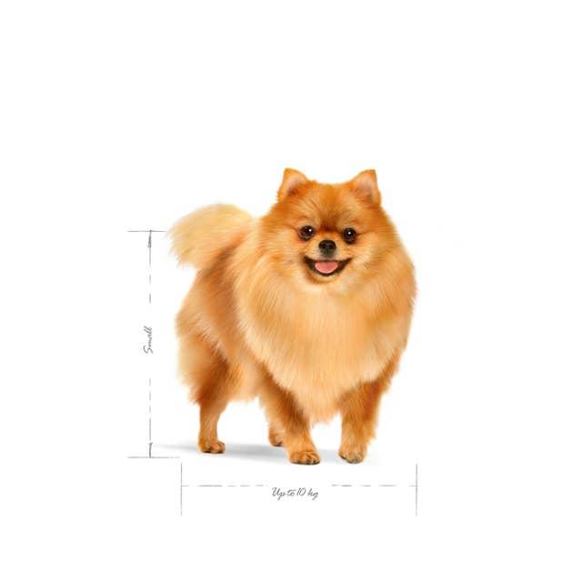 Royal Canin Mini Indoor Adult Yetişkin Mini Irk Köpek Maması 1,5 Kg