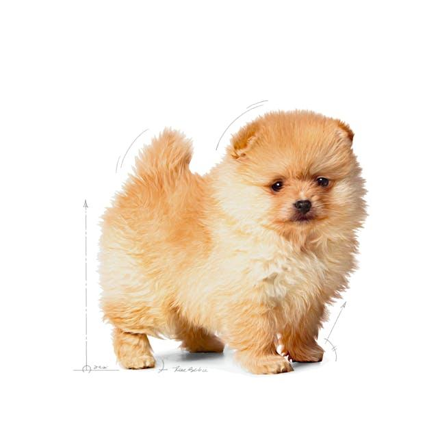 Royal Canin Mini Indoor Küçük Irk Yavru Köpek Maması 1,5 Kg