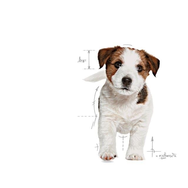 Royal Canin Mini Puppy Küçük Irk Yavru Köpek Maması 4 Kg