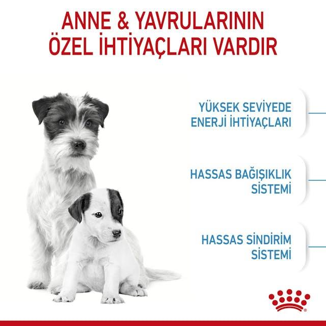 Royal Canin Mini Starter Mother & Babydog Anne ve Yavru Köpek Maması 4 Kg