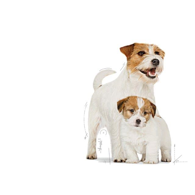 Royal Canin Mini Starter Mother & Babydog Anne ve Yavru Köpek Maması 4 Kg