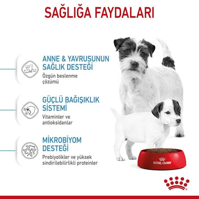 Royal Canin Mini Starter Mother & Babydog Anne ve Yavru Köpek Maması 4 Kg