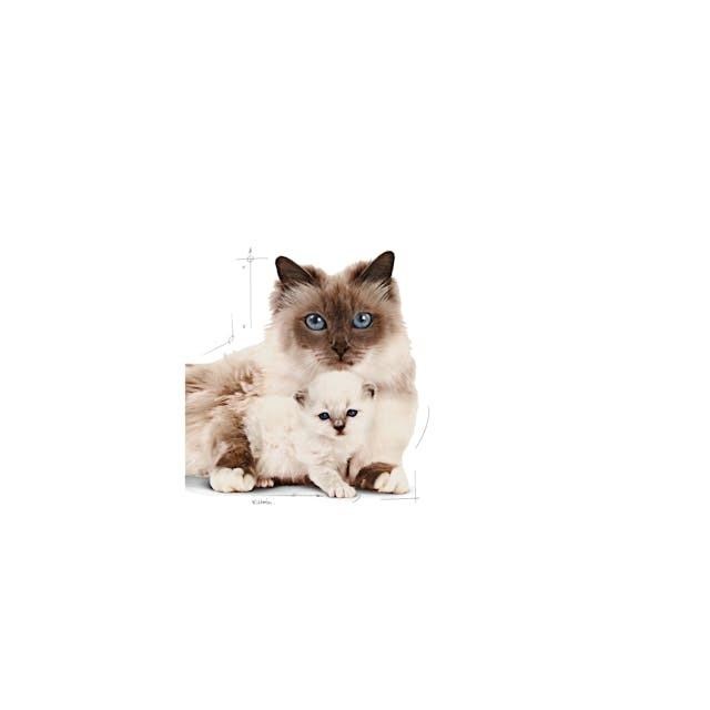 Royal Canin Mother & Babycat Anne ve Yavru Kedi Maması 4 Kg
