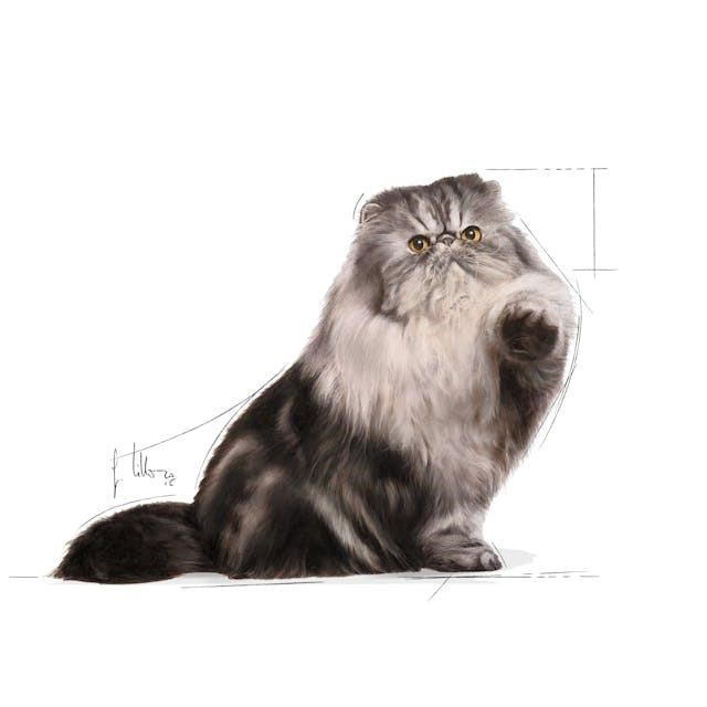 Royal Canin Persian Adult Yetişkin İran Kedisi Maması 10 Kg