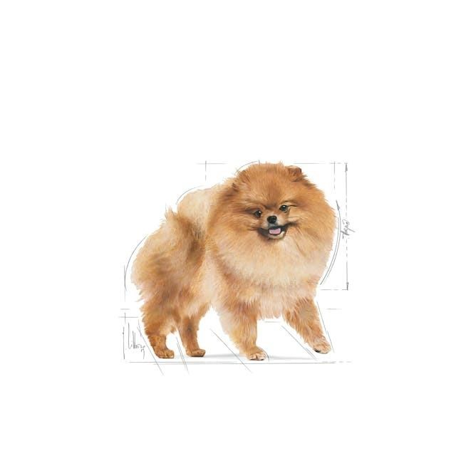 Royal Canin Pomeranian Yetişkin Köpek Maması 3 Kg