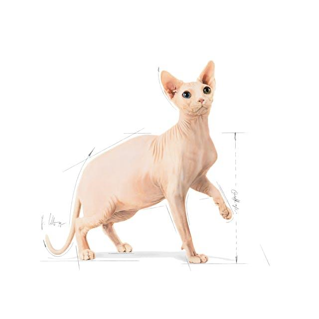 Royal Canin Sphynx Özel Irk Yetişkin Kedi Maması 2 Kg