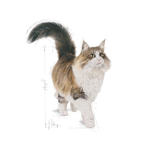Royal Canin Sterilised Gravy Pouch 85 Gr (12 Adet)
