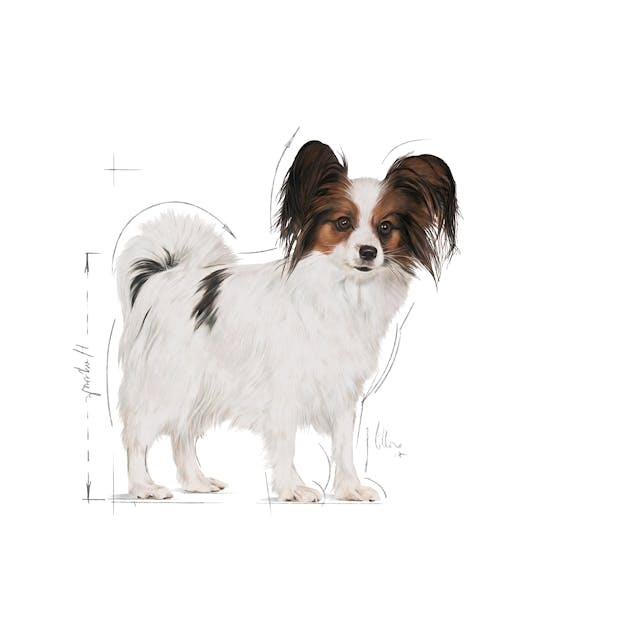 Royal Canin Xsmall Adult Küçük Irk Yetişkin Köpek Maması 1,5 Kg
