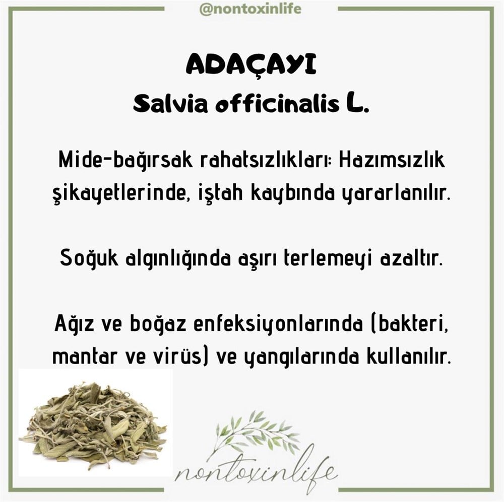 Adaçayı(Salvia Officinalis)