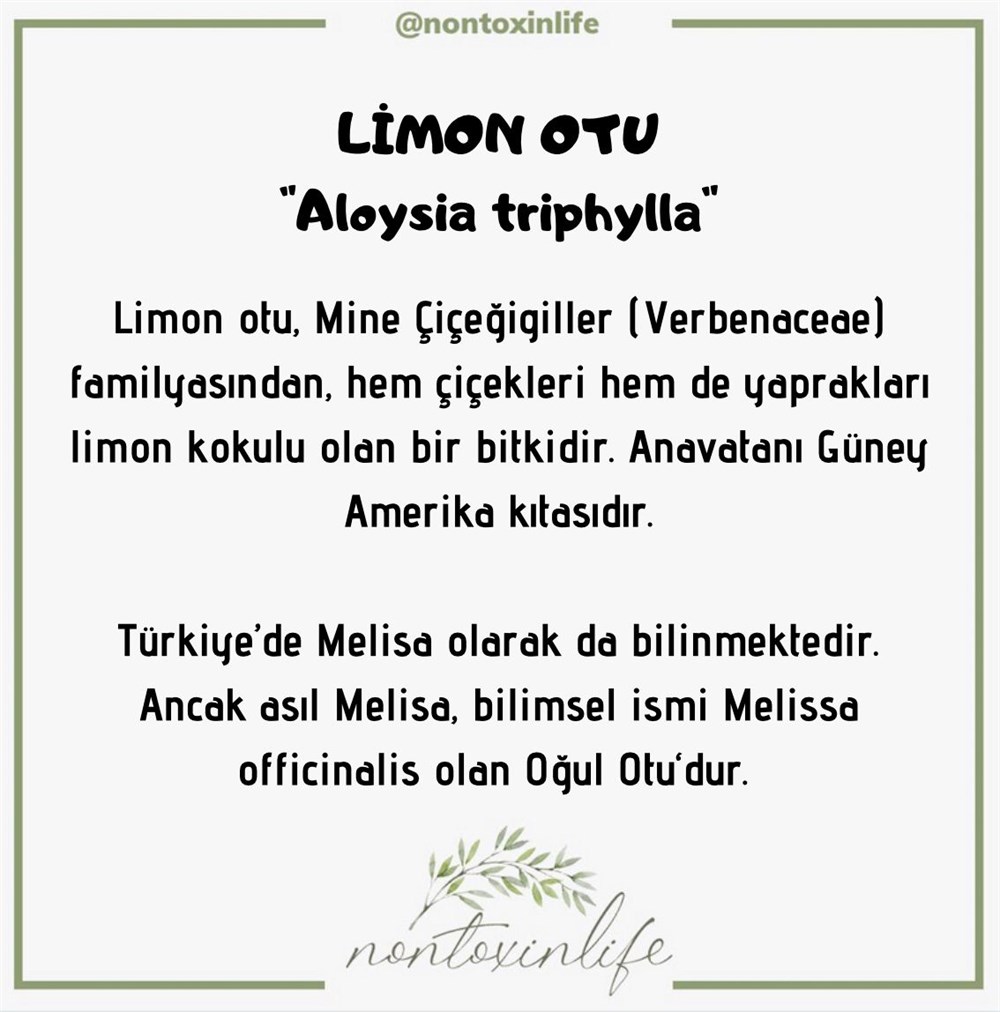 Limon Otu Yaprağı(Aloysia Triphylla)