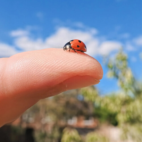Insta360 GO Ultra Mikro Lens
