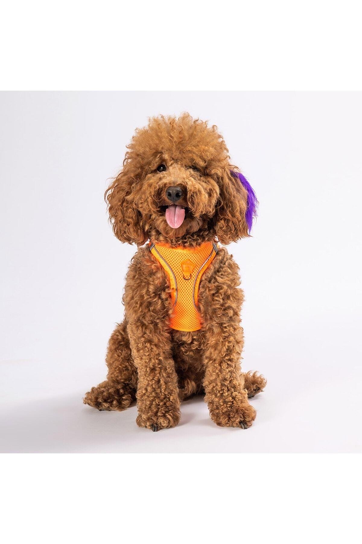 Pawstar Neon Turuncu Air-mesh Göğüs Tasması Kedi Köpek Göğüs Tasması XL