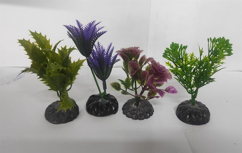 Akvaryum Küçük Boy Bitki Çeşitleri 12'li