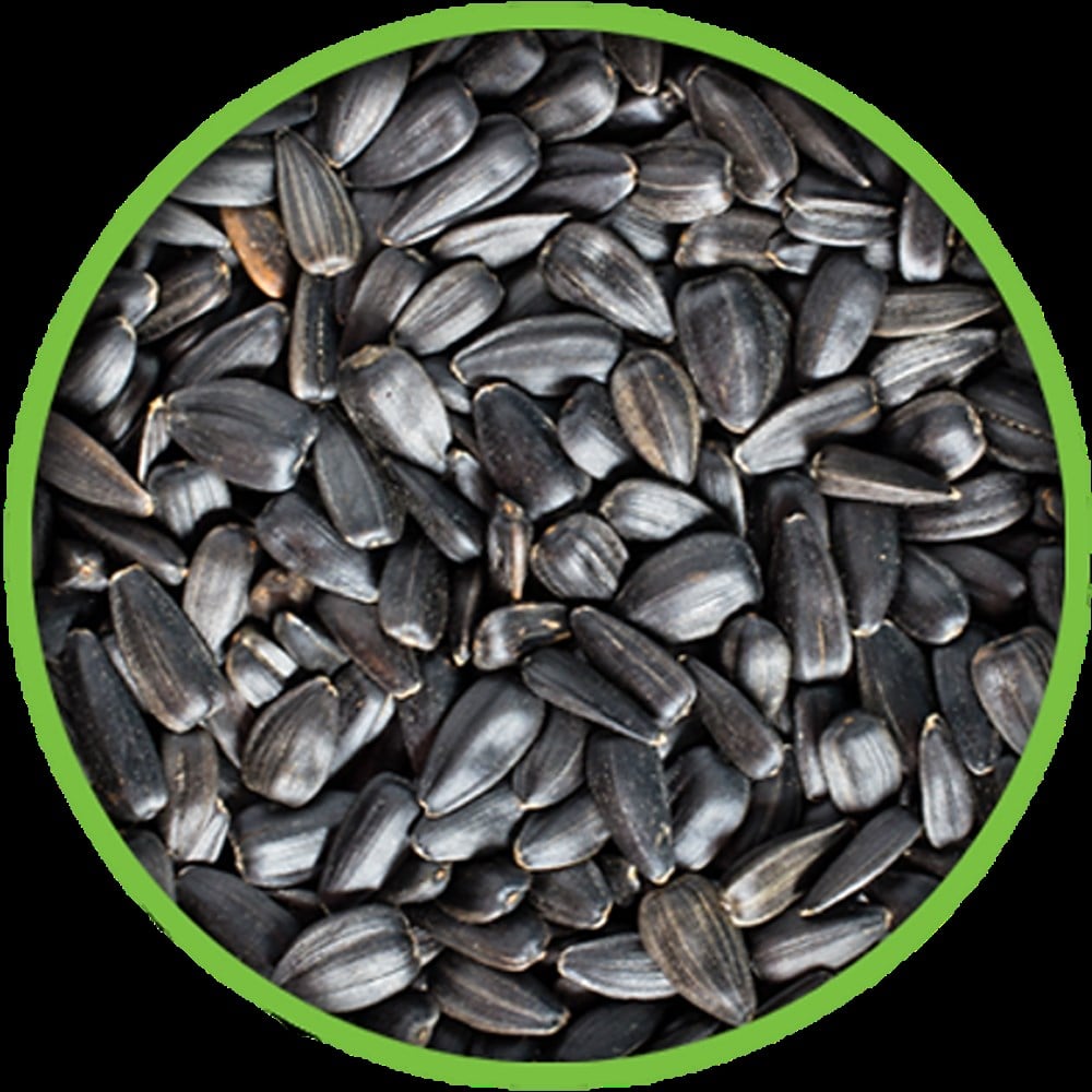 Paraket Küçük Siyah Çekirdek 25 kg