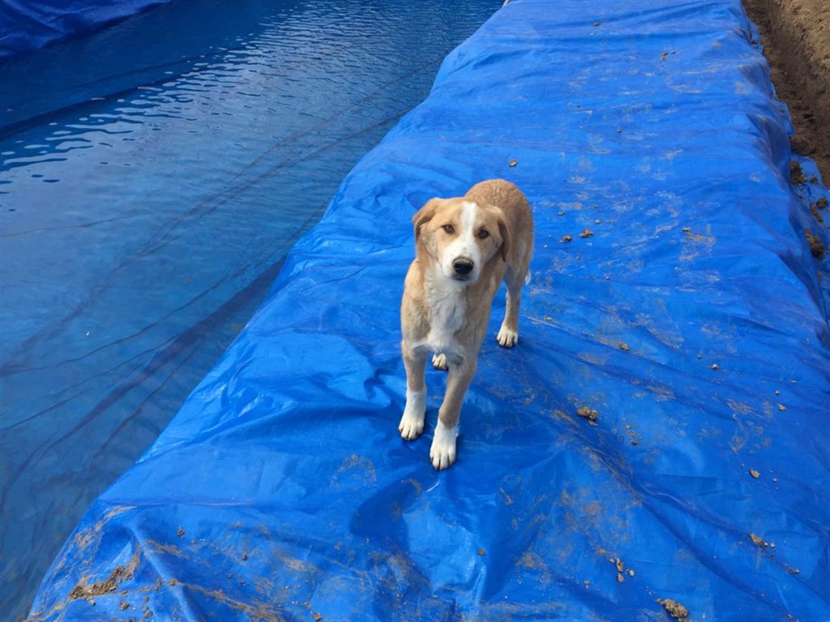 230 Gram PE Dokuma Branda 10m*10m