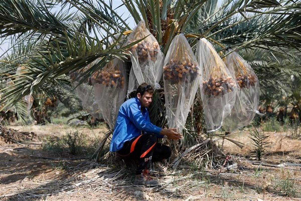 Date Palm Mesh Bag