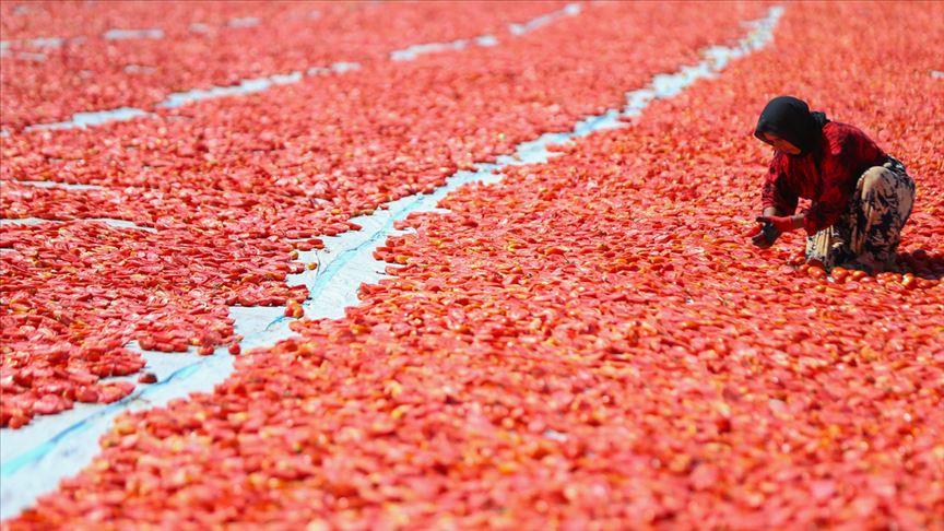 Domates Kurutma Sergiliği 50m*10m