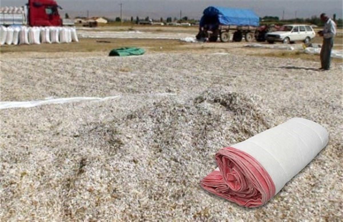 Sentetik Çuval Ayçekirdeği Kurutma Sergiliği  50m*20m