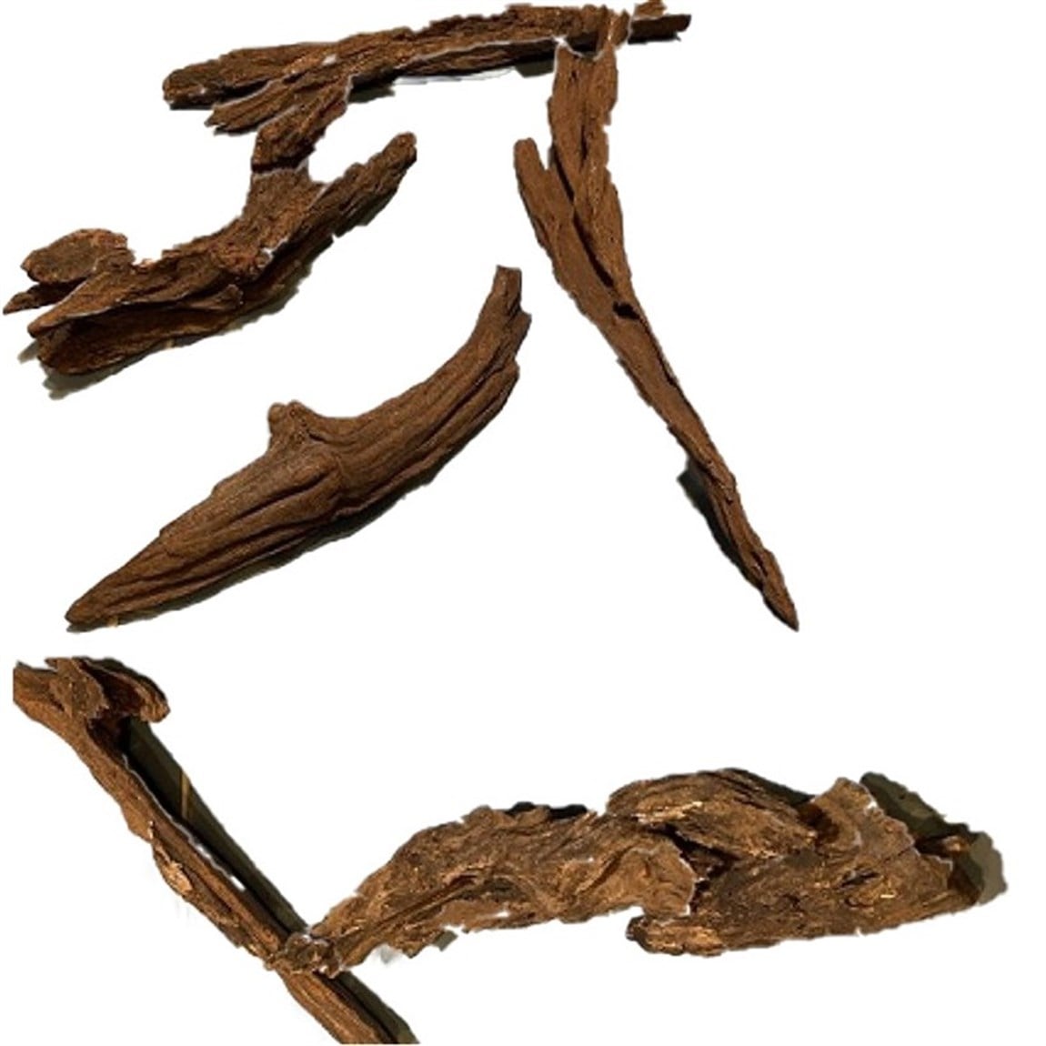 Chicos Mango Kökü 20 Cm