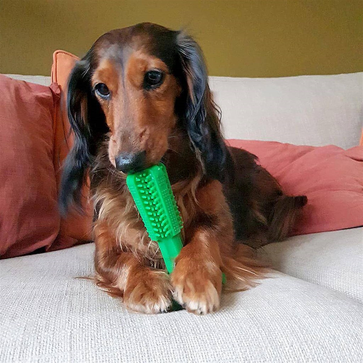 Duvo+ Köpek Diş Fırçalama Oyuncağı Medium