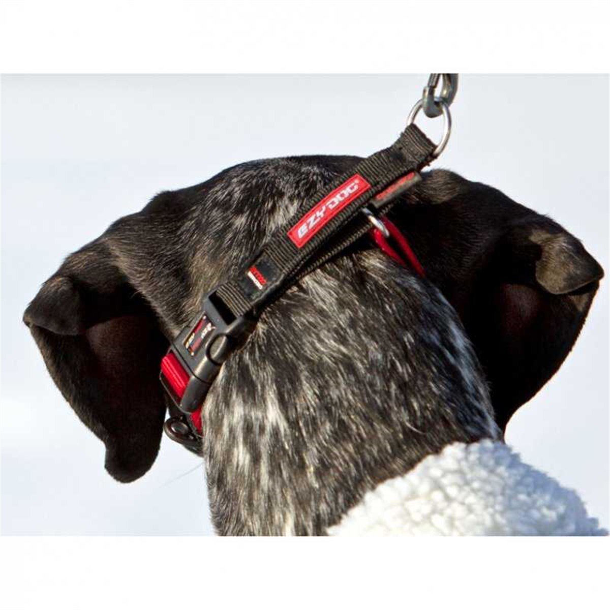 EzyDog Checkmate Kilitli Köpek Terbiye Boyun Tasması Medium Kahverengi
