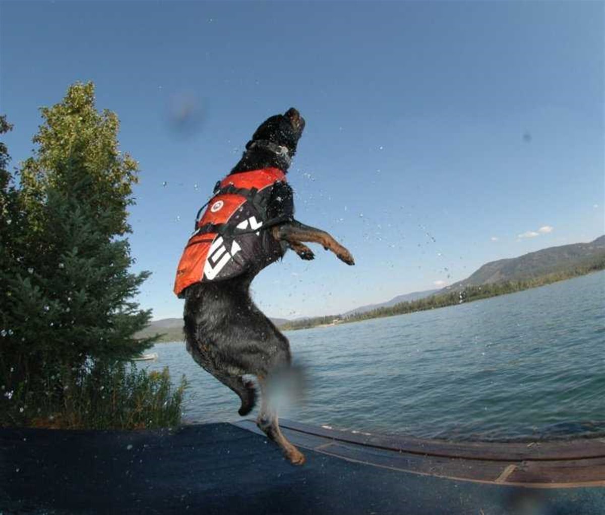 EzyDog DFD Dog Flotation Device Köpek Can Yeleği Sarı Large
