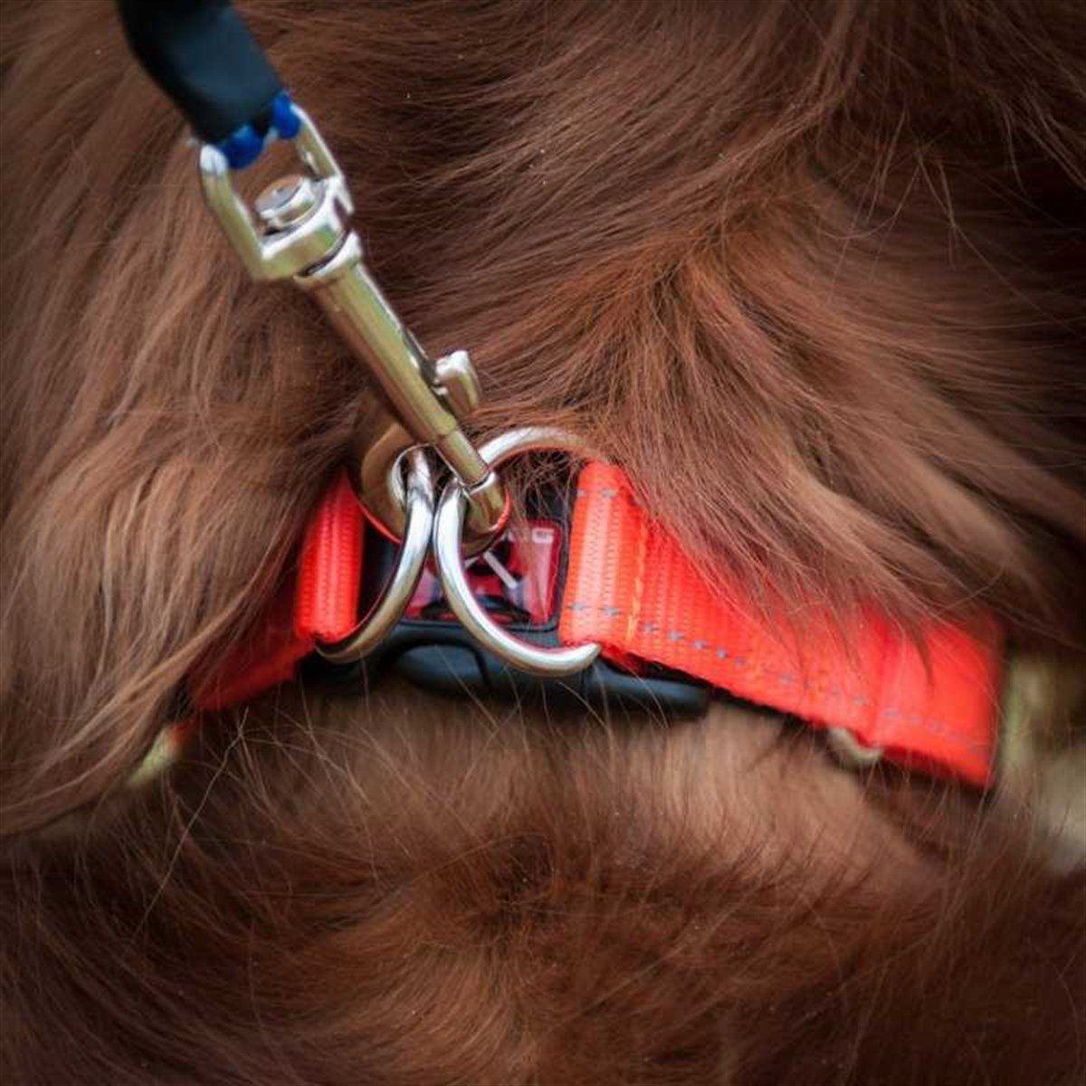 EzyDog Double Up Çift Halkalı Köpek Boyun Tasması X Large Kaheverngi