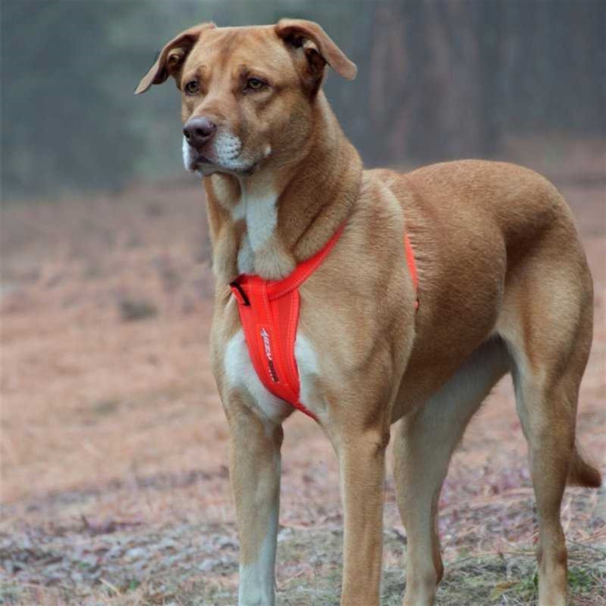 EzyDog Köpek Göğüs Tasması Chest Plate Small Candy