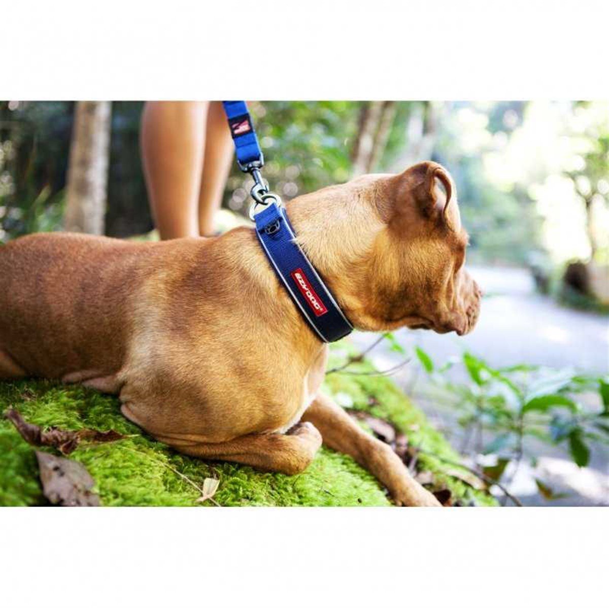 EzyDog Neo Classic Köpek Boyun Tasması Large Yeşil