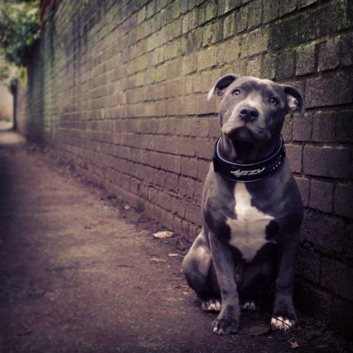 EzyDog Neo Classic Wide Köpek Boyun Tasması 45 mm 2 X Large Yeşil