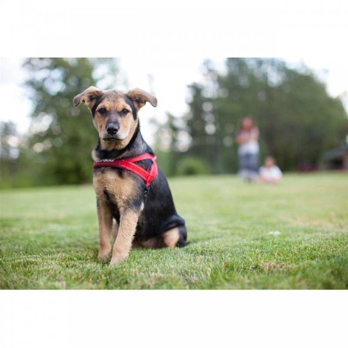 EzyDog Quick Fit Köpek Göğüs Tasması Medium Turuncu