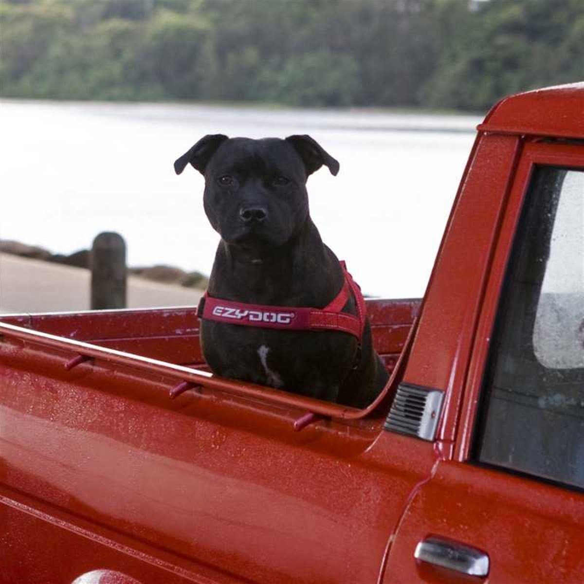 EzyDog Quick Fit Köpek Göğüs Tasması Small Kahverengi