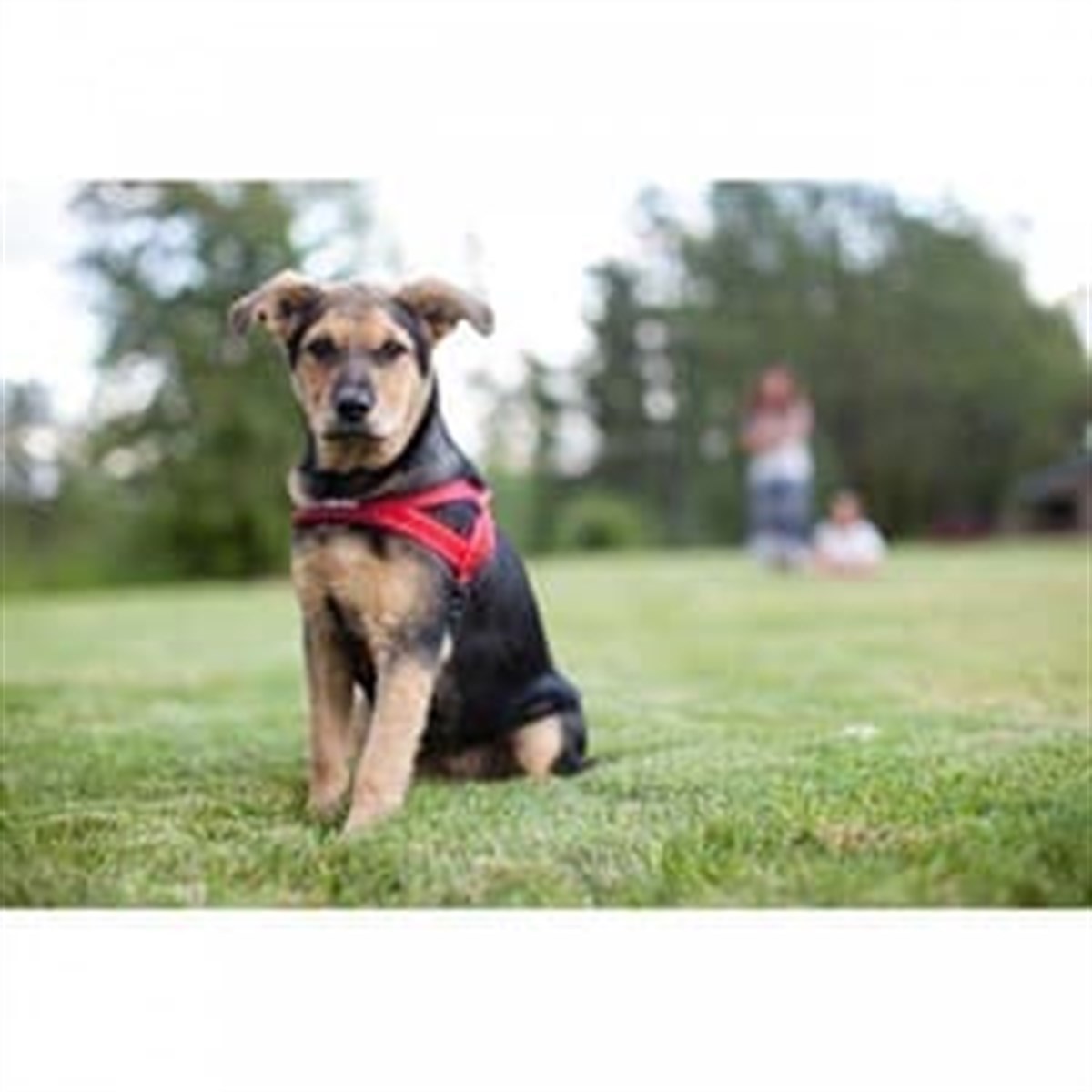 EzyDog Quick Fit Köpek Göğüs Tasması X Large Pembe