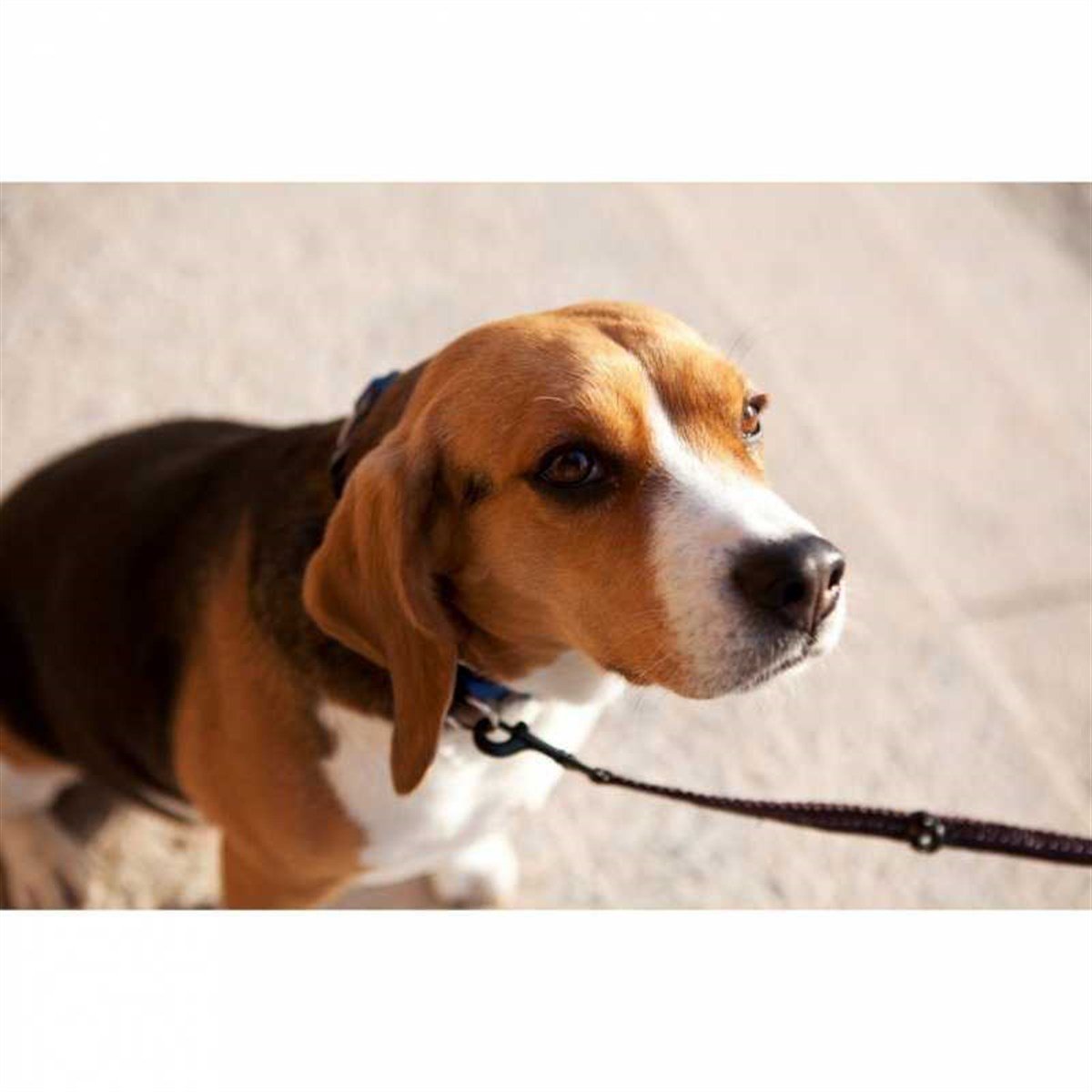 EzyDog Vario 4 Çok Yönlü Köpek Gezdirme Kayışı Candy