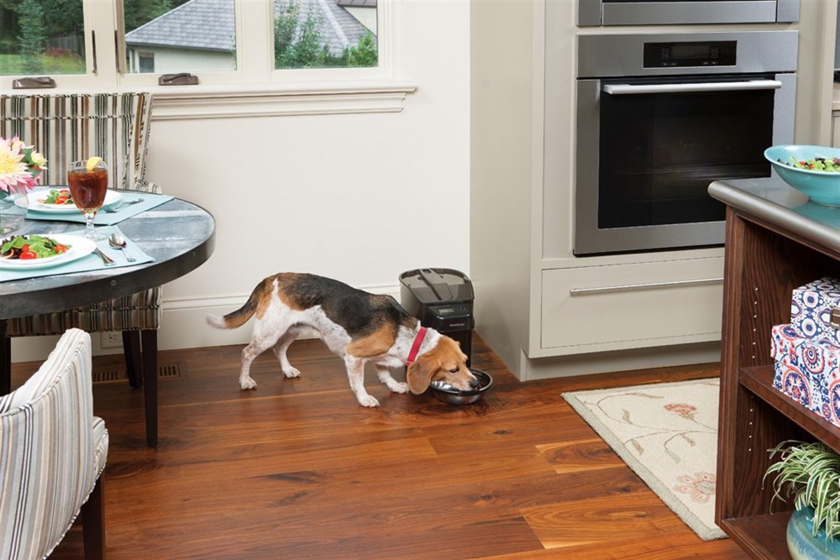 Pet Safe Programlanabilir Digital Sağlıklı Beslenme Kabı