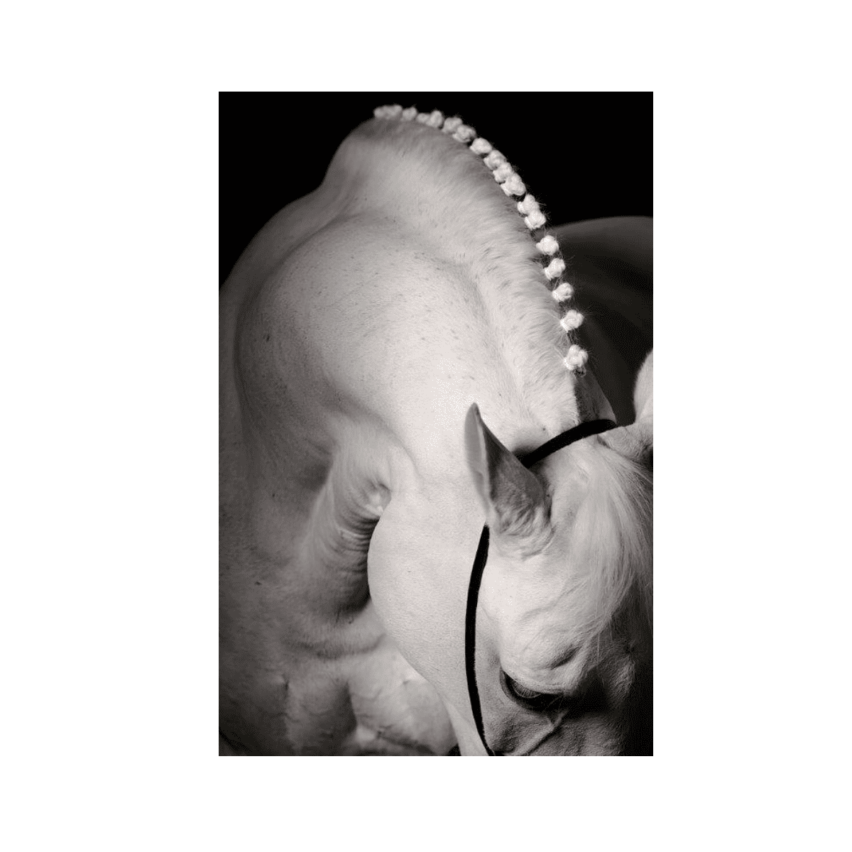 Beyaz Asalet Yağlı Boya Dokulu TabloYağlı Boya Dokulu Hayvan TablolarıTablolife