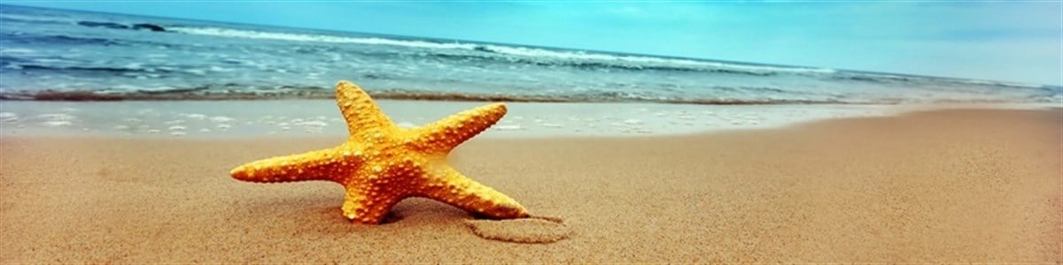 Deniz Yıldızı - Kanvas Tablo