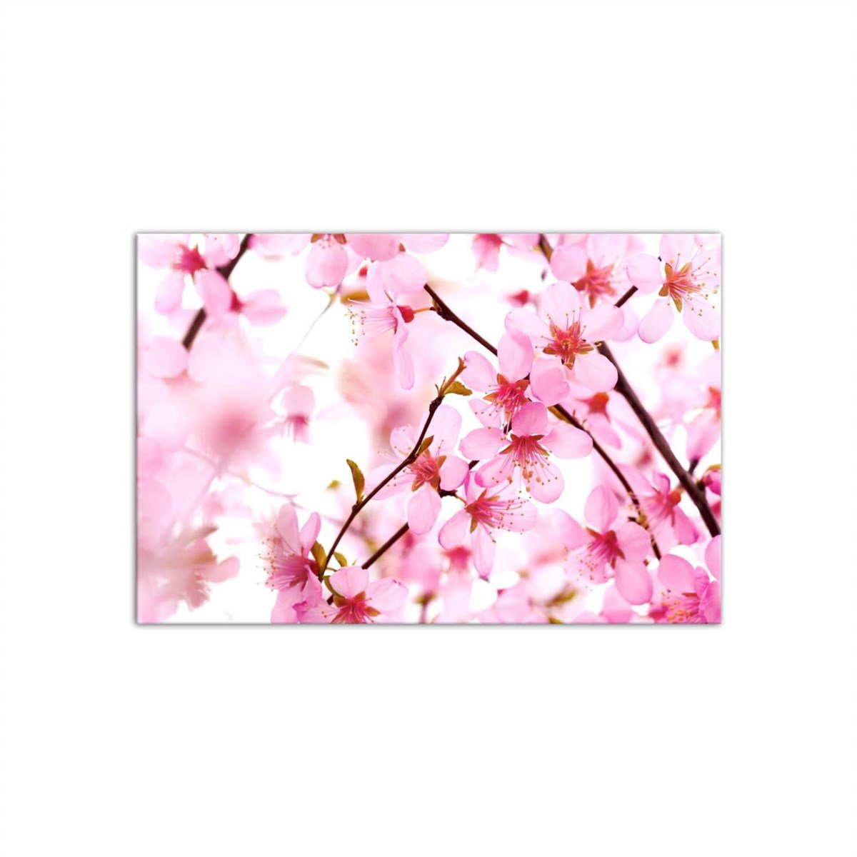 Kiraz Çiçeği - Büyük Boy Kanvas TabloBüyük Boy Kanvas TablolarTablolife.com