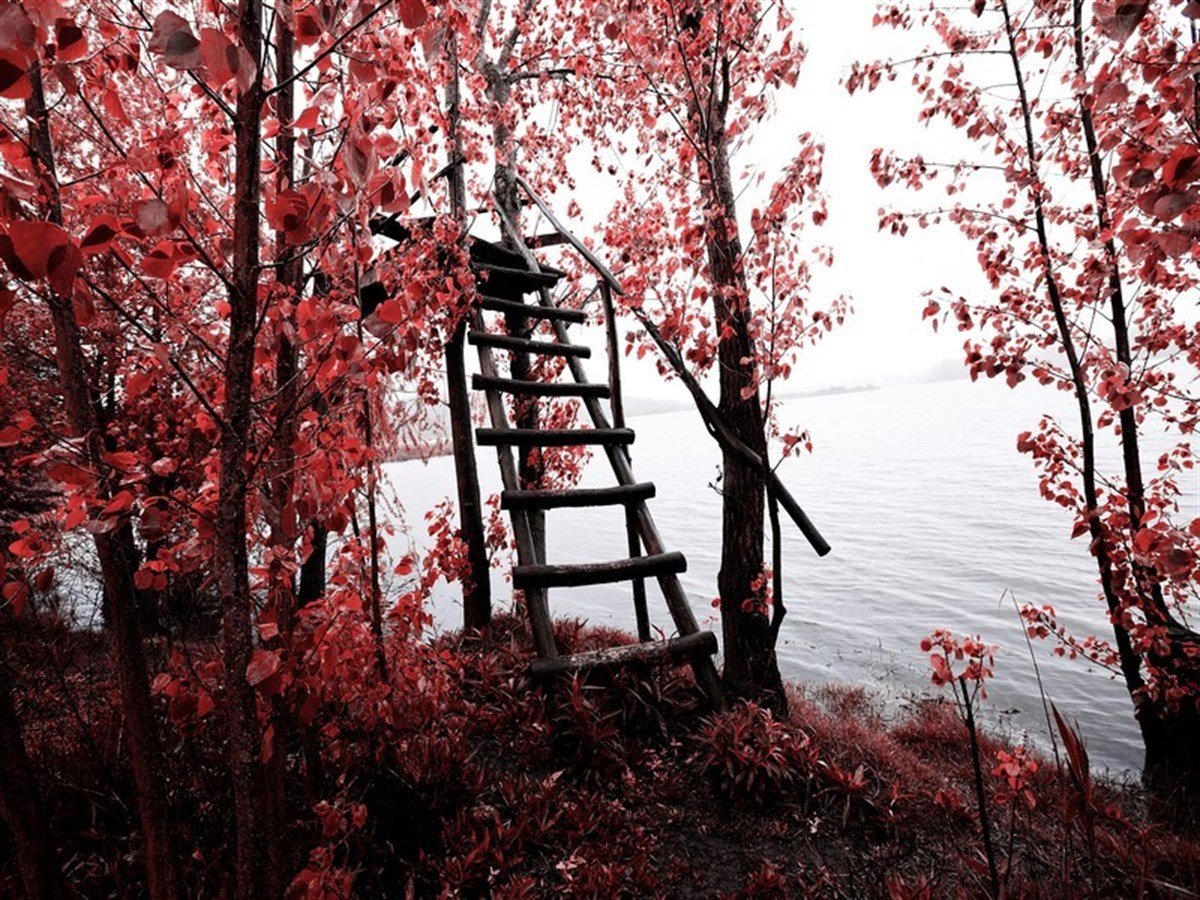 Kızıl Yapraklar - Kanvas Tablo