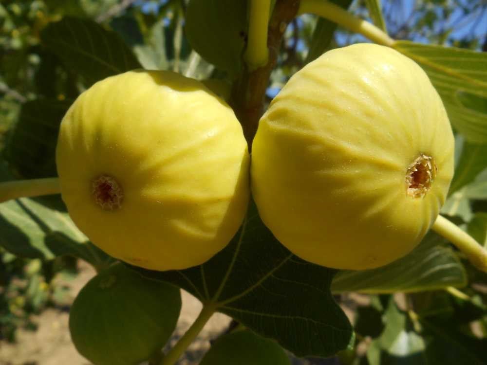 İNCİR – AYDIN 700 GR