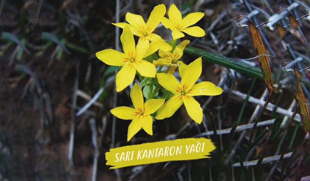 KANTORAN YAĞI 250 ML