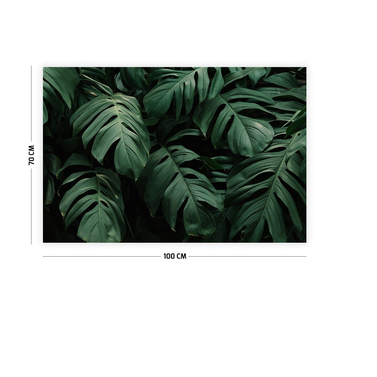 Deve Tabanı Yaprak Duvar Örtüsü