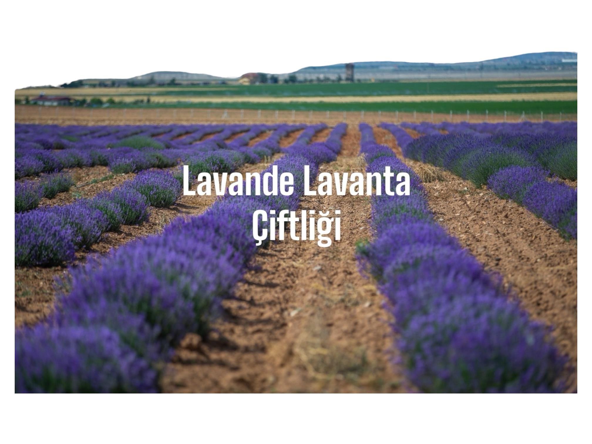 Organik Lavanta Kuru Çiçeği 500 Gr.