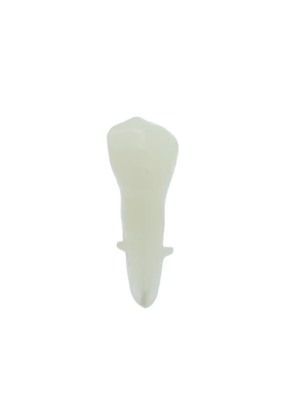 Edudent Endoprep Kronlu Endodontik Diş