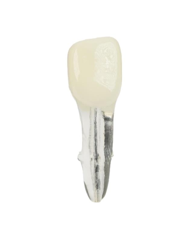 Edudent Endoprep Yarısı Kronlu Endodontik Diş