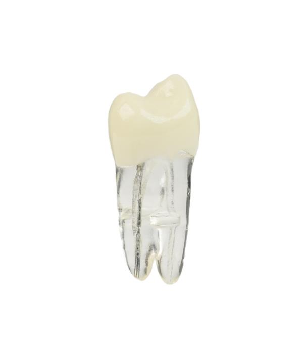 Edudent Endoprep Yarısı Kronlu Endodontik Diş
