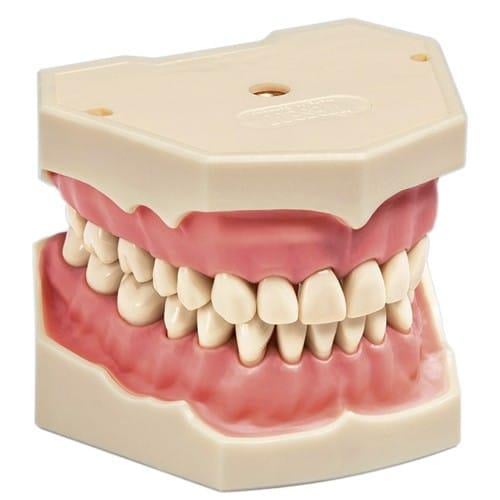 Frasaco Fantom Çene 32 Lik AG-3 Model